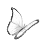 Mariposa de pascua