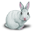 Conejo blanco