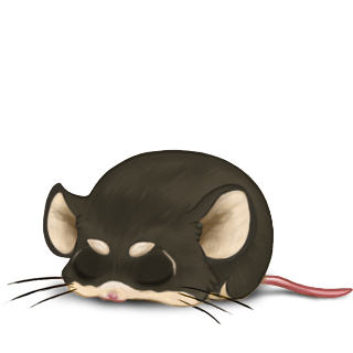 Adopta un Ratón Shiba Inu