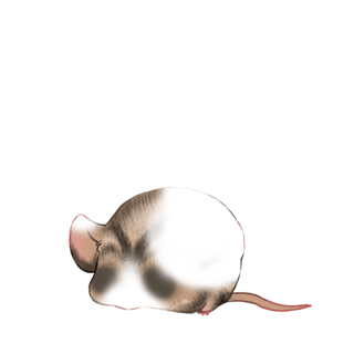 Adopta un Ratón Clásico