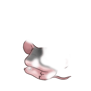 Adopta un Ratón Angora albaricoque