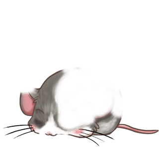 Adopta un Ratón Angora