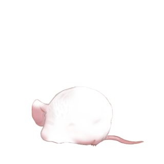 Adopta un Ratón Gris