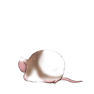 Adopta un Ratón Blanca