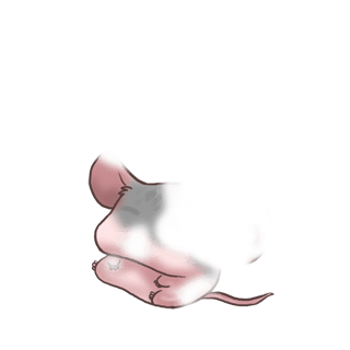 Adopta un Ratón Casa