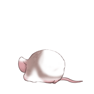 Adopta un Ratón Angora albaricoque