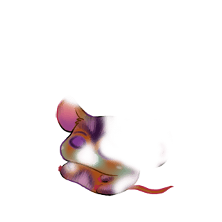 Adopta un Ratón Almendra garapiñada