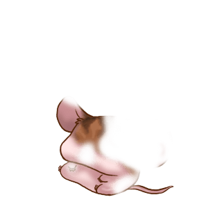 Adopta un Ratón Sol