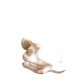 Adopta un Ratón Milibar