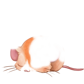 Adopta un Ratón Hallorora
